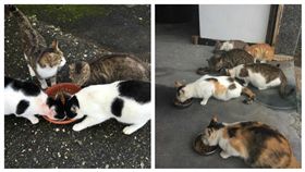 台東成功消防隊餵養貓咪／粉絲團倉管