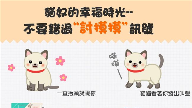 貓主子不給摸？別再錯過「討摸」訊號