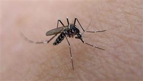 ▲新北市衛生局長林奇宏強調，清除孳生源才是防治登革熱根本之道。（圖／Flikr　CC授權／原作者John Tannn／網址http://bit.ly/1Nwkhnc）