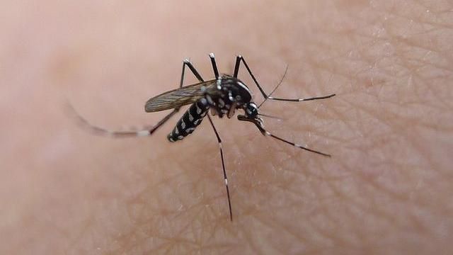出現高度疑似病例　登革熱疫情拉警報