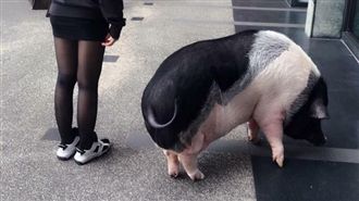 網友買迷你豬　幾個月後她傻眼了！