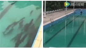 中國大陸，廣東省，學校泳池，養魚（圖／翻攝自YouTube）