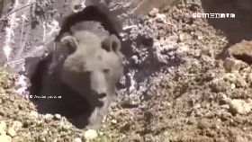 W怪手挖到熊1200