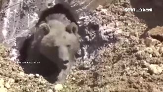 怪手施工挖到大棕熊　工人鑿洞助脫困