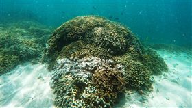 珊瑚　美聯社／達志影像