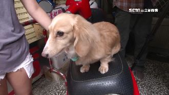 不滿鄰居寵物吠　男上門罵踹狗推機車