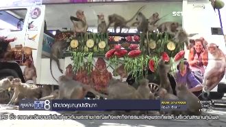 泰辦猴版「滿漢全席」　野猴咬傷遊客