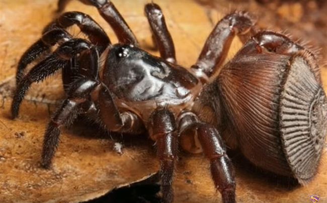 夜配聞／驚人！「這生物」年食量8噸