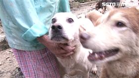 七旬嬤救浪犬 養千隻浪浪不嫌苦
