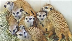 六福村『狐獴家族』