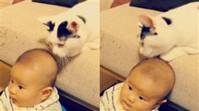 貓咪,寶貝,奇異果,舔 圖/翻攝自rie_mrmt IG