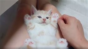 小貓咪完全投降。（圖／翻攝自Happy Cats臉書）