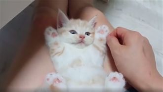 「馬麻不要」貓咪遇搔癢露肚肚萌翻天