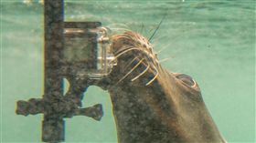 海獅,GoPro（圖／美聯社／達志影像）16:9