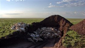 哈薩克草原，高鼻羚羊（圖／翻攝自太陽報）