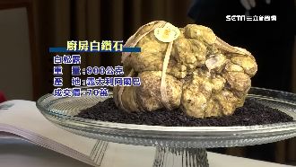 台史上最大白松露　9百克要價70萬