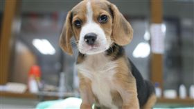 受虐墜樓狗滷蛋，化身檢疫小尖兵_新北市動保處