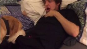 寵物,狗,狗狗,新奇,假狗挑戰,假人挑戰 圖／翻攝自IG