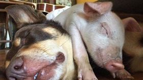 豬 圖／翻攝《每日郵報》