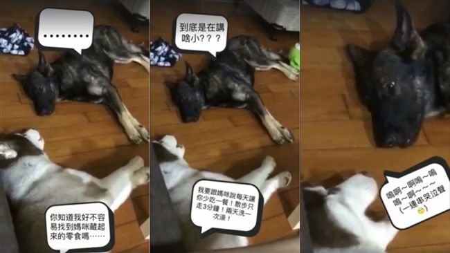 「懂位階概念嗎！」二哈不停碎念弟弟