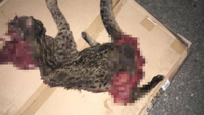 石虎路殺事件頻傳！網：到底還要幾次