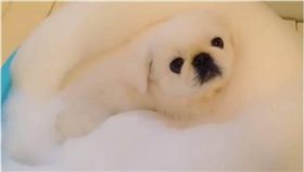 寵物,狗,狗狗,毛小孩,西施犬,洗澡,泡泡 圖／翻攝自臉書