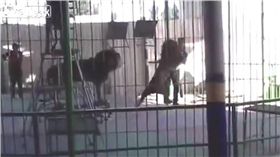 獅子,發情,攻擊,馴獸師,馬戲團,埃及,每日郵報　圖／翻攝自YouTube