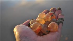 粉紅海參03 圖／翻攝自Ryan Rustan臉書https://www.facebook.com/photo.php?fbid=10210096754408742&set=a.1126744102163.20096.1633982331&type=3&theater