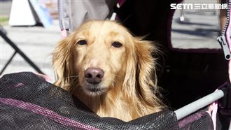 貓狗狩獵的對象是誰？獸醫師這麼說