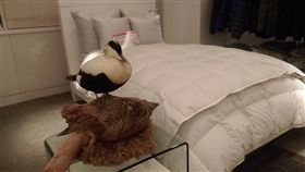 羽絨被,材料,雁鴨,加拿大
圖／中央社