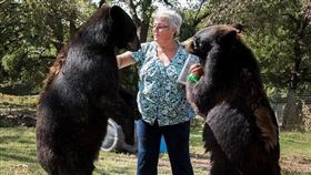 棕熊（圖／翻攝自Mail Online）