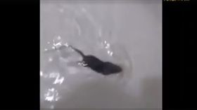 老鼠,浴缸,水聲,洗澡,馬桶,排水孔,游泳(爆料公社 https://www.facebook.com/162608724089621/videos/385629208454237/)