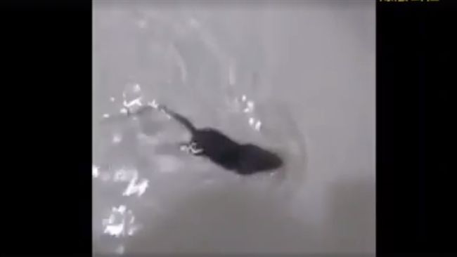 洗完澡浴室傳來水聲…「牠」游泳逃命