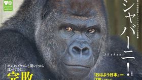 日本名古屋東山動植物園的人氣大猩猩夏巴尼シャバーニ（Shabani）／翻攝自動物園官網http://www.higashiyama.city.nagoya.jp/
