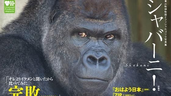 日超帥大猩猩　自己賣咖啡豆賺伙食費