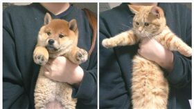 貓咪,伸展,柴犬,跟風,推特,骨折,IZ運動(推特 https://twitter.com/_kak_kaka/status/803982413021921280)