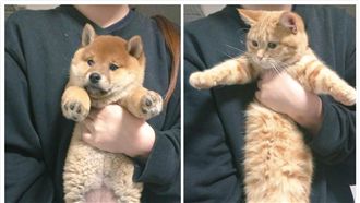 圖／貓咪身體用水做　再長都能拉～