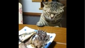 哈馬雷被女主人喝斥。（圖／翻攝自たつた(ΦωΦ)推特）