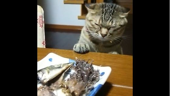 呆萌貓咪肖想吃魚　被馬麻一兇秒縮手