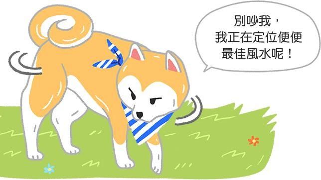 定位風水？為什麼狗狗便便前總愛轉圈