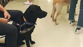 導盲犬搭捷運／謝立聖提供