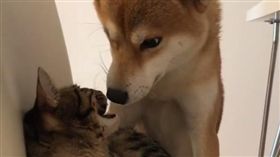 16:9
柴柴壁咚喵皇討親親　喵星人落荒而逃
圖／翻攝自yuandtoro IG
https://www.instagram.com/yuandtoro/