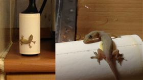 壁虎,隨手黏 圖/翻攝自PTT