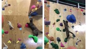 日本沖繩，貓咪，攀岩（圖／翻攝自bouldering gym BOULBAKA臉書）