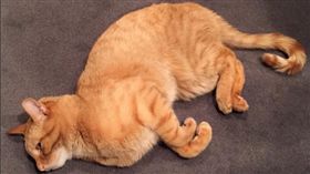 幸福的殘缺貓咪（翻攝littleman_mika Instagram