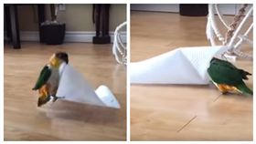 ▲小鳥開心到跳舞（圖／翻攝自Little Bird & Friends　YouTube）
https://www.youtube.com/watch?v=6_-4KArFR08