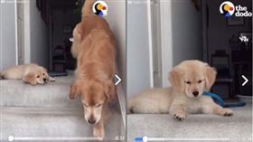 小黃金看到媽媽下樓梯很驚訝。（圖／翻攝自The Dodo臉書）