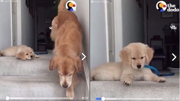 小黃金見媽媽下樓梯　雙眼發亮驚呆！