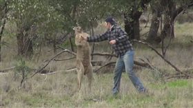 澳洲,拳擊手,袋鼠,旅行,馬克斯,Max,一拳超人,拳擊　圖／Youtub
https://youtu.be/FIRT7lf8byw 