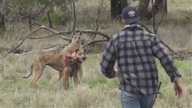 澳洲,拳擊手,袋鼠,旅行,馬克斯,Max,一拳超人,拳擊　圖／Youtub
https://youtu.be/FIRT7lf8byw 